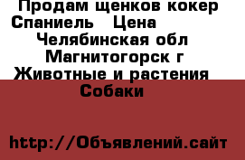 Продам щенков кокер Спаниель › Цена ­ 20 000 - Челябинская обл., Магнитогорск г. Животные и растения » Собаки   